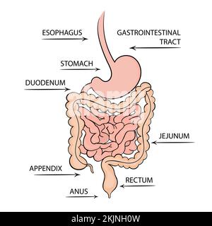 TRATTO GASTROINTESTINALE Medicina diagramma di formazione Schema vettoriale umano disegno a mano vettore Set di illustrazioni Illustrazione Vettoriale