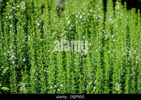 Molte piccole foglie verdi e fiori bianchi di Hyssopus officinalis pianta, noto come issopo, in giardino estivo soleggiato, bella all'aperto monocromatico backgro Foto Stock