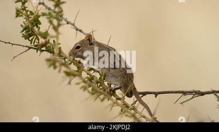 Grassmouse a quattro righe (Rhabdomys pumilio) Kgalagadi Transfrontier Park, Sudafrica Foto Stock