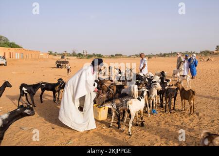 Mauritania, Tidjikja, capre mercato Foto Stock