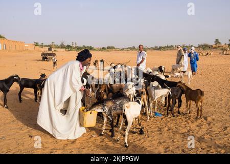 Mauritania, Tidjikja, capre mercato Foto Stock