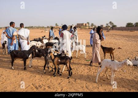 Mauritania, Tidjikja, capre mercato Foto Stock