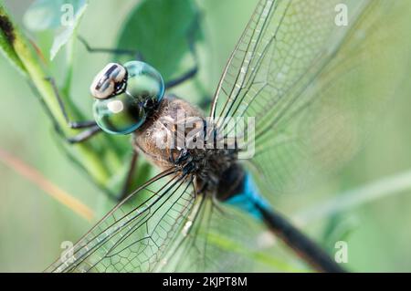 Primo piano libellula insetto seduta su pianta concetto foto Foto Stock