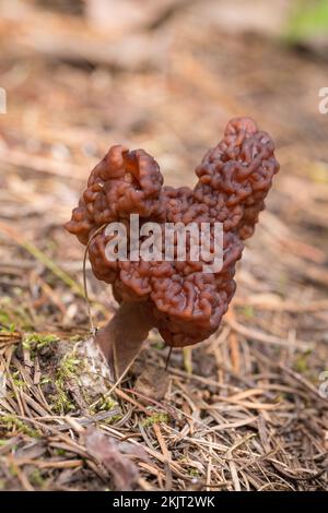 Un Falso fungo Morel, Gyromitra esculenta, si è trovato a crescere su un pendio di montagna sopra la forcella sud di Callahan Creek, nella contea di Lincoln, Montana. Co Foto Stock