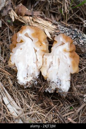 La sezione trasversale di un False Morel Mushroom, Gyromitra montana, annidato in aghi di pino, si trova crescere su un pendio di montagna sopra Callahan Creek, a li Foto Stock