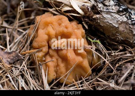 Un Falso Morel Mushroom, Gyromitra montana, annidato in aghi di pino, trovato crescere su un pendio di montagna sopra Callahan Creek, nella contea di Lincoln, Montana Foto Stock