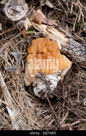 Un Falso Morel Mushroom, Gyromitra montana, annidato in aghi di pino, trovato crescere su un pendio di montagna sopra Callahan Creek, nella contea di Lincoln, Montana Foto Stock