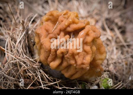 Un Falso Morel Mushroom, Gyromitra montana, annidato in aghi di pino, trovato crescere su un pendio di montagna sopra Callahan Creek, nella contea di Lincoln, Montana Foto Stock