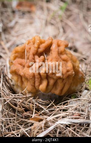 Un Falso Morel Mushroom, Gyromitra montana, annidato in aghi di pino, trovato crescere su un pendio di montagna sopra Callahan Creek, nella contea di Lincoln, Montana Foto Stock