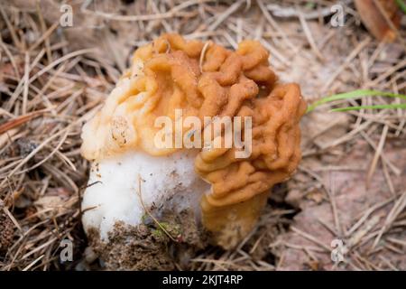 Un Falso Morel Mushroom, Gyromitra montana, annidato in aghi di pino, trovato crescere su un pendio di montagna sopra Callahan Creek, nella contea di Lincoln, Montana Foto Stock