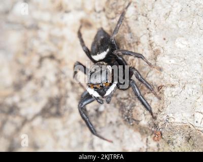 Ragno che salta da Maui, Hawaii - identificato come Hasarius adansoni (saltatore di casa di Adanson) maschio Foto Stock