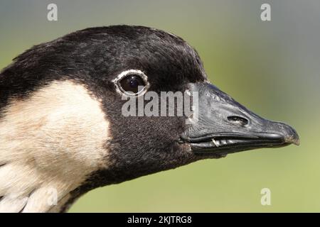 Nene ci si dirige da vicino a Maui, Hawaii Foto Stock