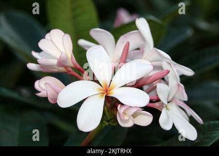 Plumeria fiori sulle Hawaii Foto Stock