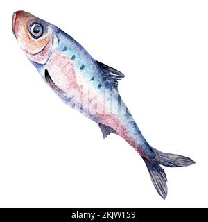 Illustrazione ad acquerello singola sardina isolata su sfondo bianco. Pesce fresco dell'Atlantico disegnato a mano. Elemento di design per confezione, etichetta, menu, mercato, Foto Stock