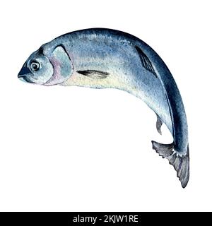 Illustrazione ad acquerello ad aringa singola isolata su sfondo bianco. Pesce fresco dell'Atlantico disegnato a mano. Elemento di design per confezione, etichetta, menu, mercato, Foto Stock