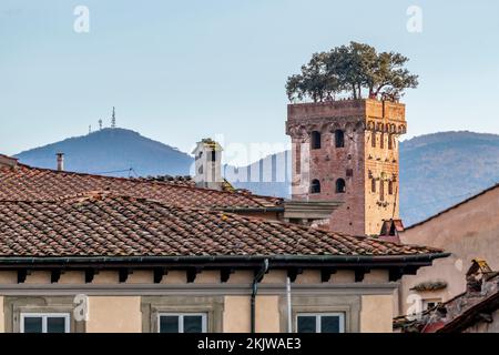 La bellissima Torre Guinigi, con gli alberi in alto, sorge tra i tetti del centro storico di Lucca, Toscana, Italia Foto Stock