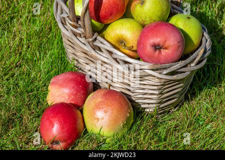 Mele fresche nel cesto su un prato Foto Stock