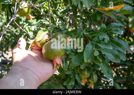 Una mano che raccoglie melograni maturi sulla piantagione Foto Stock