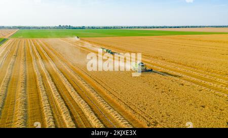 Vista aerea di due trebbiatrici agricole, mietitrebbie che tagliano e raccolgono grano maturo nei campi agricoli. Il trattore con due rimorchi è pronto Foto Stock