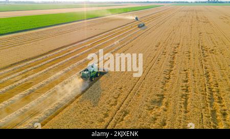 Vista aerea di due trebbiatrici agricole, mietitrebbie che tagliano e raccolgono grano maturo nei campi agricoli. Il trattore con due rimorchi è pronto Foto Stock