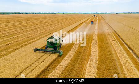 Vista aerea di due trebbiatrici agricole, mietitrebbie che tagliano e raccolgono grano maturo nei campi agricoli. Il trattore con due rimorchi è pronto Foto Stock