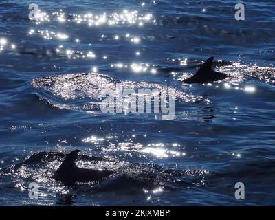 delfini che nuotano in un mare blu scintillante Foto Stock