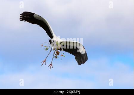 Wood Stork (Mycteria americana) che vola con materiale da costruzione nido, Wakodahatchee Wetland, Florida, Stati Uniti. Foto Stock