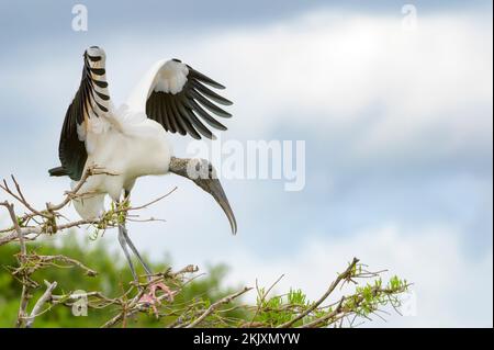 Wood Stork (Mycteria americana) in piedi nell'albero, ali flapping, Wakodahatchee palude, Florida, Stati Uniti. Foto Stock