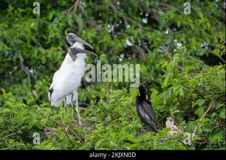 Wood Stork (Mycteria americana) in piedi in albero con corteggiamento, Wakodahatchee palude, Florida, Stati Uniti. Foto Stock