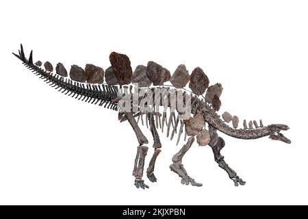 Stegosaurus stenops scheletro fossile Foto Stock