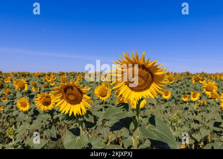 Luglio caldo sole mattina, un campo di grandi girasoli risveglio (Helianthus annuus) contro un cielo blu senza nuvole, 2 api sul fiore anteriore Foto Stock