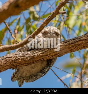 Il frogmouth bruno (Podargus strigoides) è una specie di frogmouth originaria della terraferma australiana e della Tasmania Foto Stock