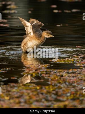 La grebe australasiana (Tachybaptus novaehollandiae) è un piccolo uccello d'acqua comune nei laghi e nei fiumi d'acqua dolce della Grande Australia Foto Stock