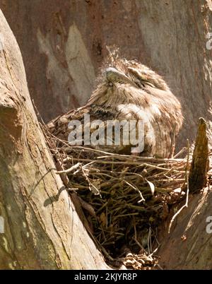 Il frogmouth bruno (Podargus strigoides) è una specie di frogmouth originaria della terraferma australiana e della Tasmania, presente in tutto il territorio. Foto Stock