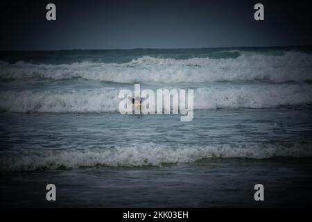 Un surfista cavalca le onde nei mari accidentati al largo della costa occidentale francese vicino a Mimizan, Francia Foto Stock