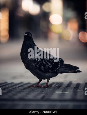 Un primo piano di un piccione nero di strada in piedi su un terreno, con luci bokeh sullo sfondo Foto Stock