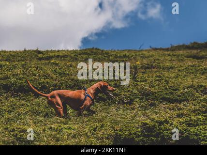 Ungherese Vizsla cane che corre Uphill in montagna Foto Stock