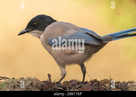 Un colpo selettivo di magpie azure-alato (Cyanopica cyanus) che cammina su fogliame asciutto Foto Stock