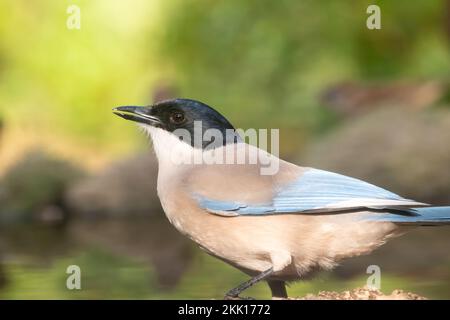 Un colpo selettivo di magpie azure-alato (Cyanopica cyanus) che cammina vicino ad una pozza d'acqua Foto Stock