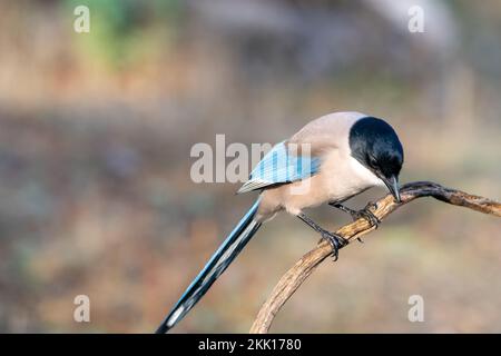 Un colpo selettivo di magpie azure-alato (Cyanopica cyanus) arroccato su un ramo senza foglie Foto Stock