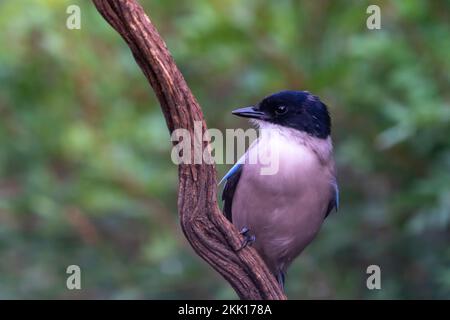 Un colpo selettivo di magpie azure-alato (Cyanopica cyanus) arroccato su un ramo senza foglie Foto Stock