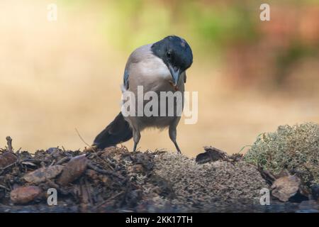 Un colpo selettivo di magpie azure-alato (Cyanopica cyanus) che cammina su fogliame asciutto Foto Stock