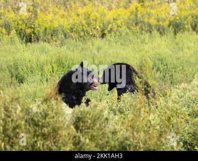 Gli orsi neri americani (Ursus americanus) combattono in un campo di soia Foto Stock