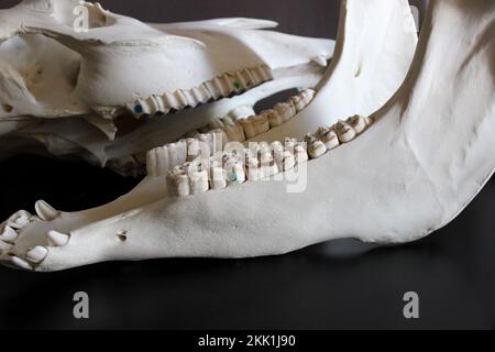 Foto del cranio del cavallo. Denti di cavallo. Materiali didattici per veterinari. Foto Stock
