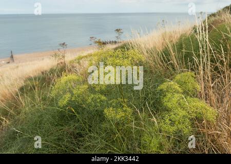 Rari porci finocchio Peucedanum officinale crescere in erboso habitat una pianta medica come diuretico e buona fonte di vit c, per trattare la tosse Foto Stock