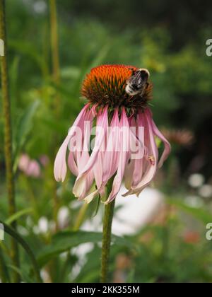 Ape su un fiore di Echinacea Foto Stock