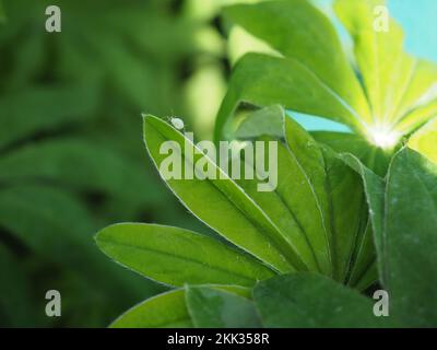 Primo piano di un afide verde di lupino (Macrosiphum albifrons) che si trova sul bordo di una foglia di lupino retroilluminato dal sole Foto Stock