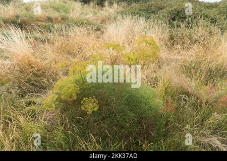 Rari porci finocchio Peucedanum officinale crescere in erboso habitat una pianta medica come diuretico e buona fonte di vit c, per trattare la tosse Foto Stock