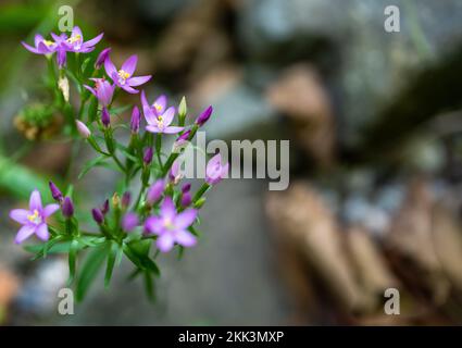 Un primo piano di fiori centauri comuni fiorire all'aperto Foto Stock