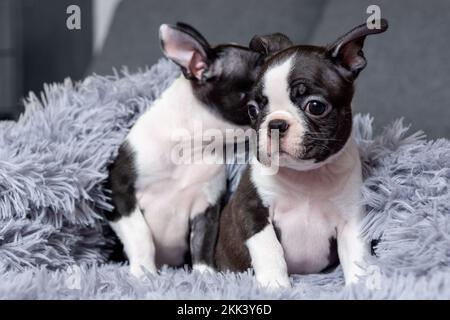 Due graziosi cuccioli di Boston Terrier di due mesi sono seduti in una coperta sul letto Foto Stock